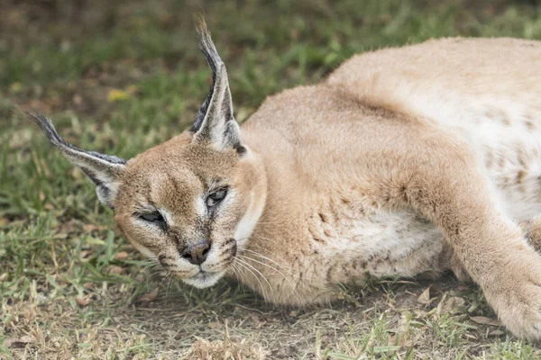 An alert caracal lynx lifts its head while resting