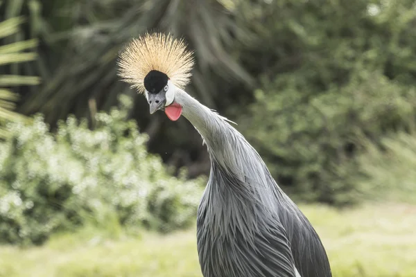 Une grue couronnée d'alerte regardant la caméra — Photo