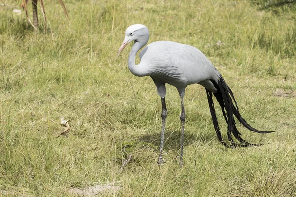 Gru blu uccello in piedi e in cerca di cibo — Foto Stock