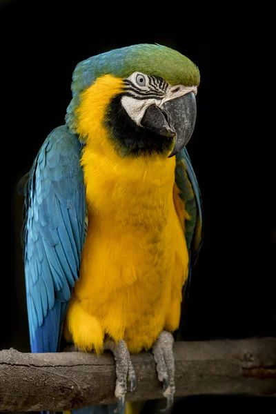 Голубой попугай на ветке — стоковое фото
