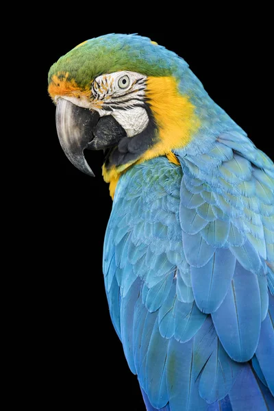 Pássaro Papagaio Arara Garganta Azul Girando Cabeça Enquanto Estava Sentado — Fotografia de Stock