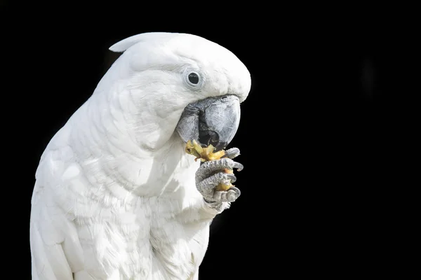 Cockatoo parrot eating from its foot — Stock Photo, Image