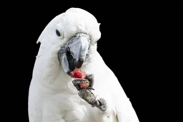 Cockatoo eating some fruit from its foot — Stock Photo, Image