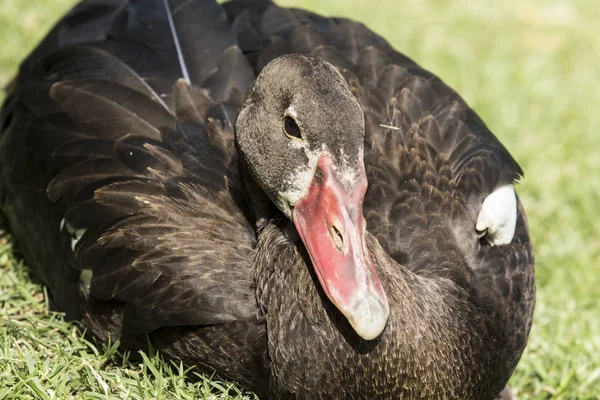 Closeup view of a Brazilian duck in the afternoon sun — Stock Photo, Image