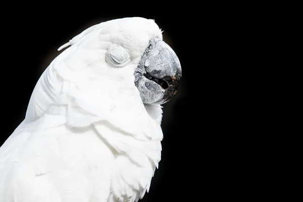 Cockatoo parrot portrait with its eyes closed — Stock Photo, Image