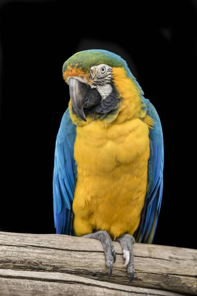 Inquisitive blue collard Macaw parrot — Stock Photo, Image