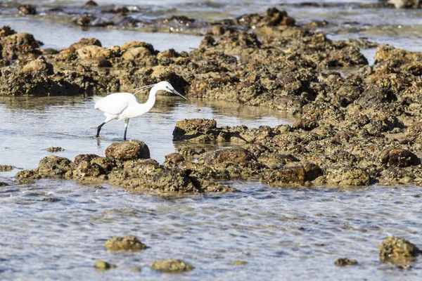 Piccola garzetta a caccia su una spiaggia rocciosa — Foto Stock