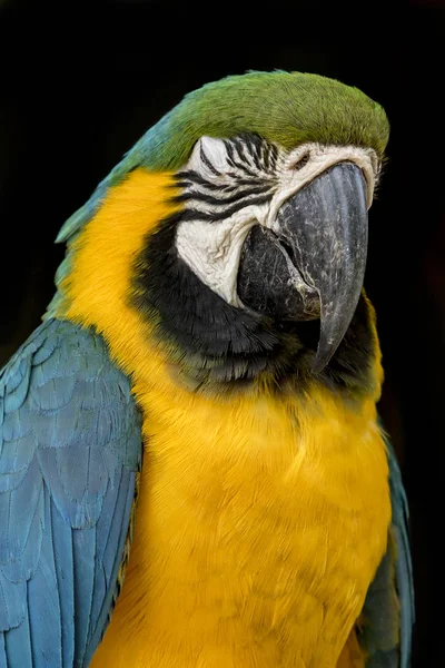 Portrait of a macaw parrot — Stock Photo, Image