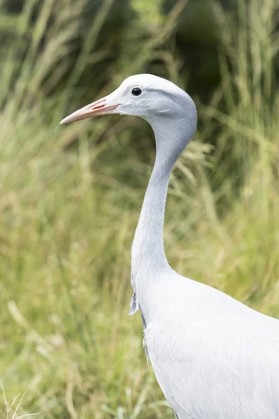 Side view of a blue crane — Stock Photo, Image