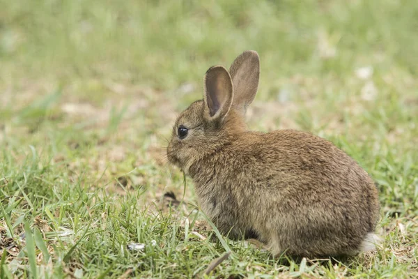 Fofo jovem coelho marrom sentado comendo grama — Fotografia de Stock