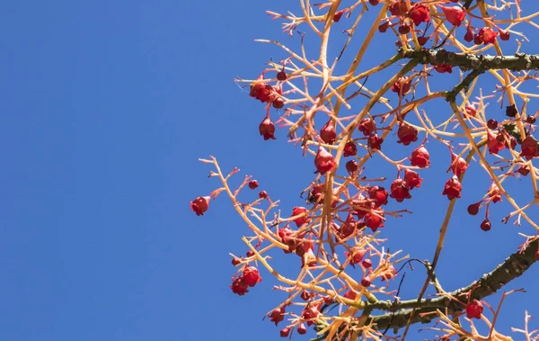 Les baies rouges d'un arbre de flamme australien — Photo