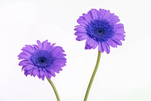 Purple Gerber flowers with long green stems — Stock Photo, Image