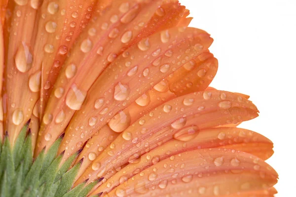 Close up of a under side of a orange Gerber flower — Stock Photo, Image
