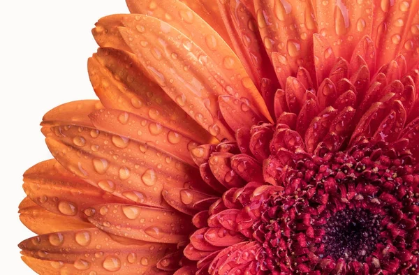 Close up view of an orange Gerber flower — Stock Photo, Image