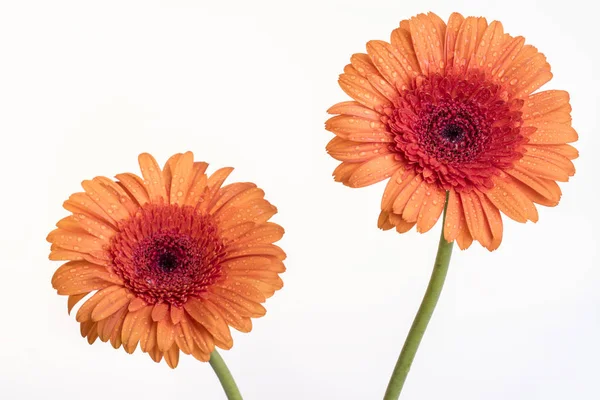 Stemmed orange Gerber flowers isolated on white — Stock Photo, Image