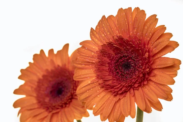 Two beautiful Gerber flowers in orange — Stock Photo, Image