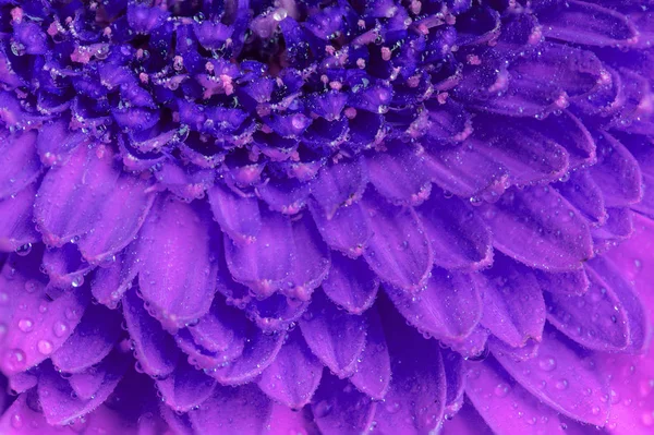 Close up view of a purple Gerber flower — Stock Photo, Image