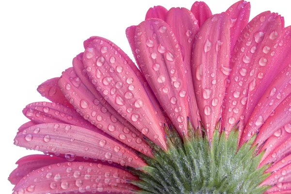 Underside of a pink Gerber flower with water droplets — Stock Photo, Image