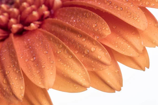 Shallow depth of field of a orange Gerber flower — Stock Photo, Image