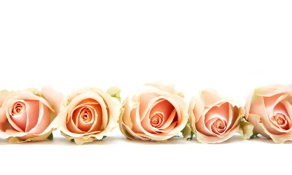 Pink roses on white — Stock Photo, Image