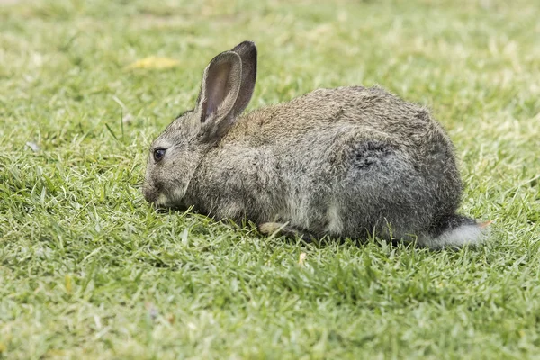 Kaninchen fressen kurzes grünes Gras — Stockfoto