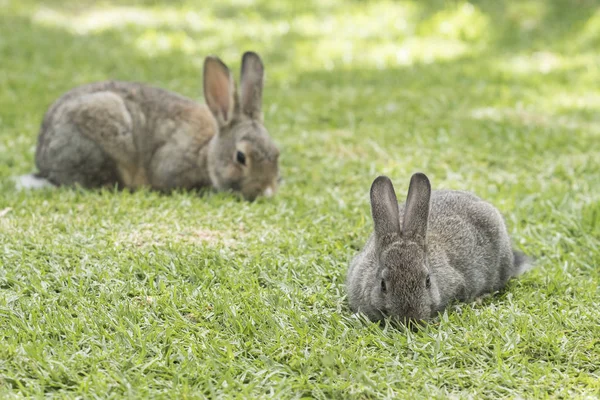 Dois coelhos comendo grama curta verde na sombra em um dia quente — Fotografia de Stock