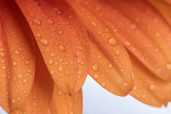 Orange coloured leaves of a Gerbera daisy flower — Stock Photo, Image