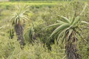 Aloe bitkiler doğada