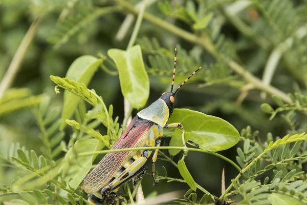 Brightly coloured locust on green leaves — Stock Photo, Image