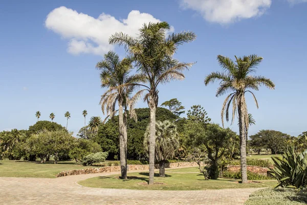 Große Palmen in einem Stadtpark lizenzfreie Stockfotos