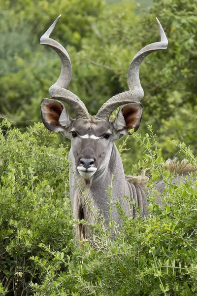Retrato masculino Kudu — Fotografia de Stock