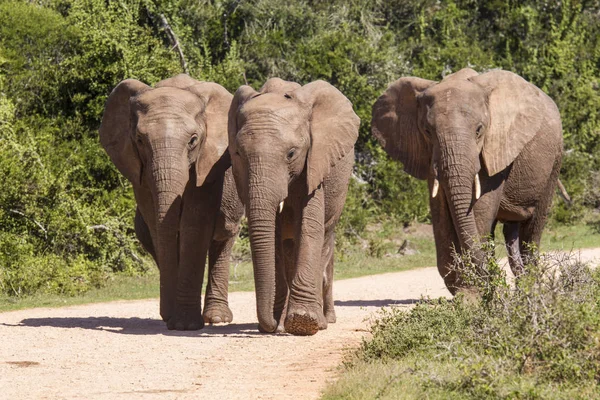 Velké afrických slonů chůze po štěrkové silnici — Stock fotografie