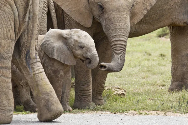 ช้างแอฟริกันเยาวชนที่ได้รับการสัมผัสโดยสมาชิกในครอบครัวของตนกับ i รูปภาพสต็อก
