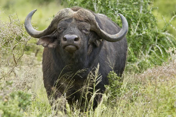 Alerta macho africano búfalo — Foto de Stock