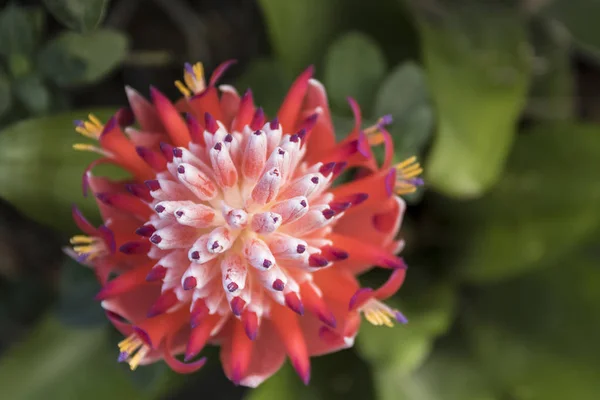 beautiful red and pink hybrid aloe flower from above