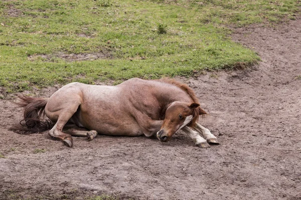 Divoký hnědý kůň ležící na písečné patch — Stock fotografie