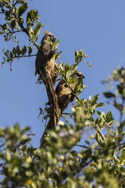 Dois pássaros de rato em um arbusto com bagas — Fotografia de Stock