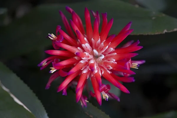 Detailed view of a red flower of the Orange sunset succulent plant — Stock Photo, Image