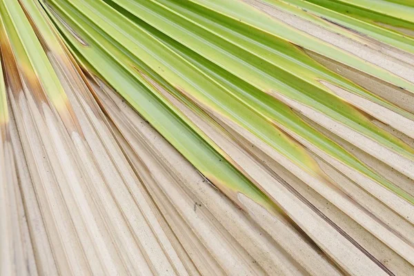 Large palm leaf dying due to drought or lack of water — Stock Photo, Image