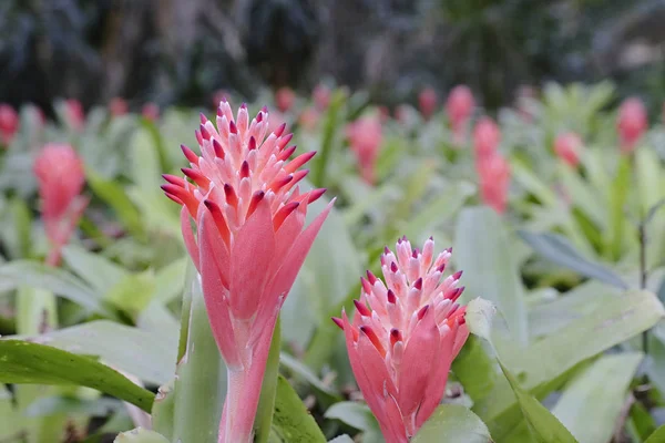 Beautiful Aechmea weilbachii or sunset flower garden — Stock Photo, Image