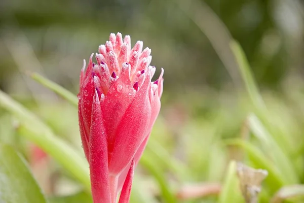 Aechmea weilbachii flower in soft gentle rain with drops forming on the outer leavers and petals — Stock Photo, Image