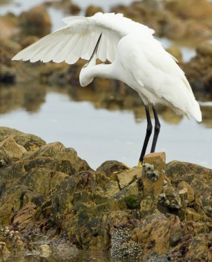 Genç küçük balıkçıl bir kayaya tırmanıyor.
