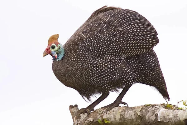 Guinea fowl portrait — Stock Photo, Image