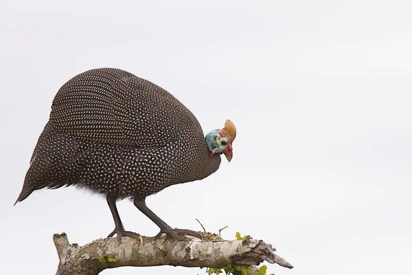 Guinea fowl portrait on a tree branch — Stock Photo, Image