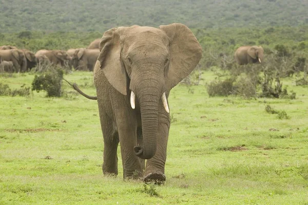 Junger Elefantenbulle läuft der Herde davon — Stockfoto