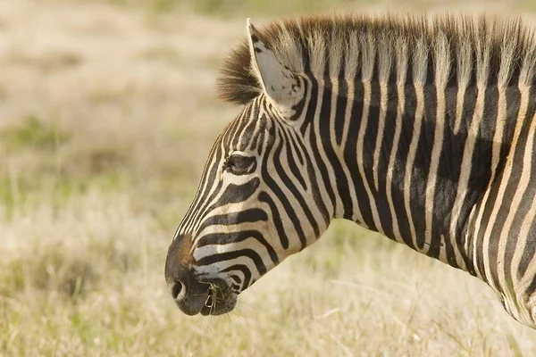 Portret van een zebra in de vroege ochtend licht — Stockfoto