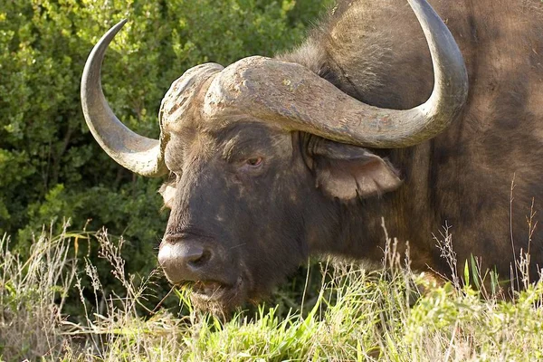 Búfalo con hierba en la boca gira la cabeza — Foto de Stock