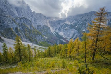 Vrisc Juian Alpleri'nde güzel Slemenova Spica için yürüyüş