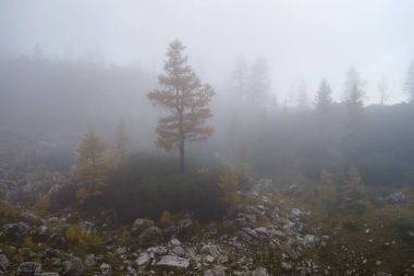 Vrisc Juian Alpleri'nde güzel Slemenova Spica için yürüyüş