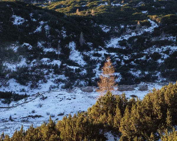 Çam ağaçlarının Komna mountan Plato üzerinde.